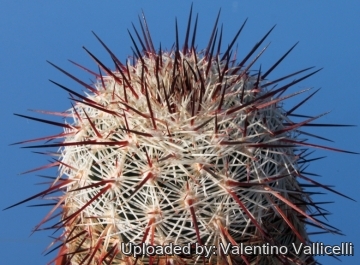 3776 valentino Valentino Vallicelli