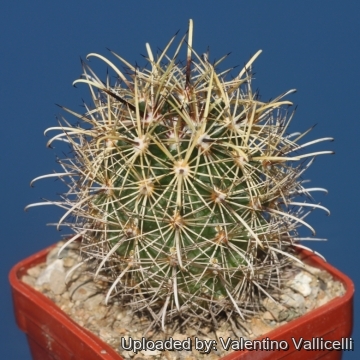 16858 valentino Valentino Vallicelli