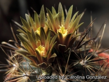 25355 carolina Carolina González