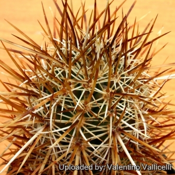 14310 valentino Valentino Vallicelli