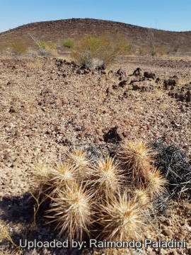 30117 RapCactus Raimondo Paladini