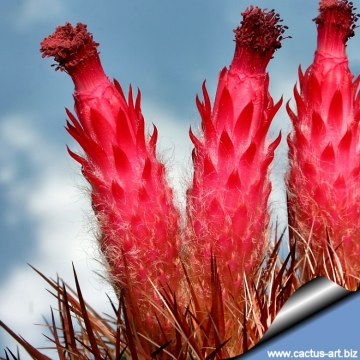 14554 cactus-art Cactus Art