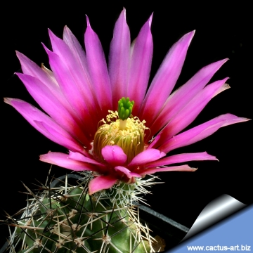 14292 cactus-art Cactus Art