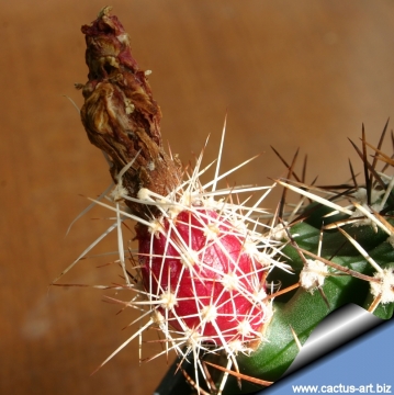 14294 cactus-art Cactus Art