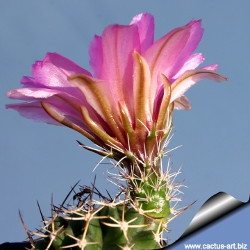 14296 cactus-art Cactus Art