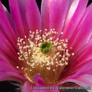 16135 valentino Valentino Vallicelli