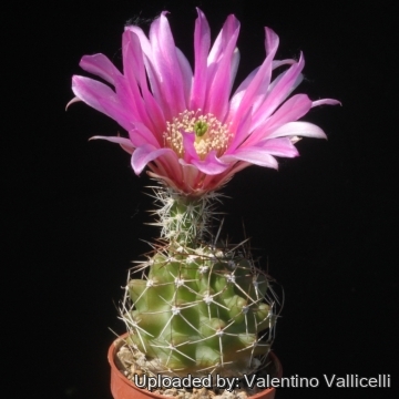 16136 valentino Valentino Vallicelli