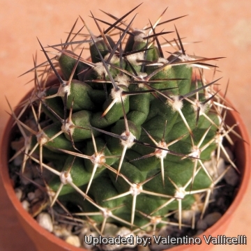 14290 valentino Valentino Vallicelli