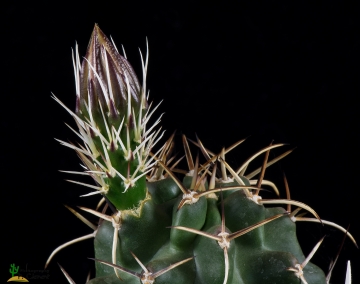 29323 cpif Peiffer Clement