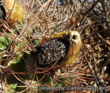 23594 carolina Carolina González