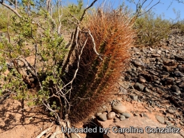 23595 carolina Carolina González