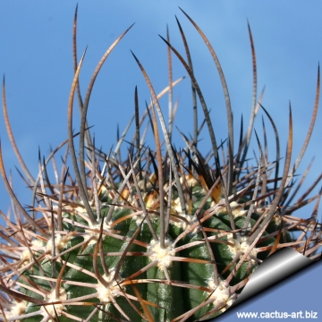 13645 cactus-art Cactus Art