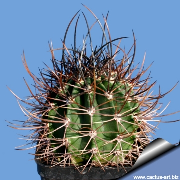 13648 cactus-art Cactus Art