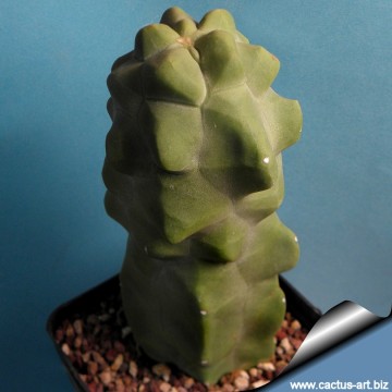 2278 cactus-art Cactus Art