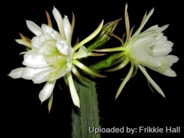 26865 frikkie Frikkie Hall