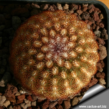 14220 cactus-art Cactus Art