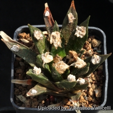 16260 valentino Valentino Vallicelli