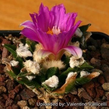 3283 valentino Valentino Vallicelli