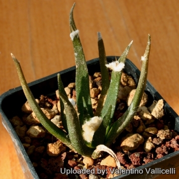 3285 valentino Valentino Vallicelli