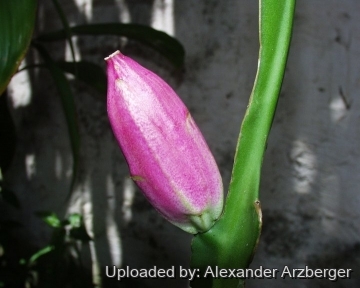 27368 alexander Alexander Arzberger