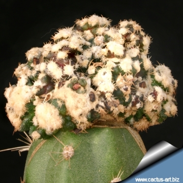 3290 cactus-art Cactus Art