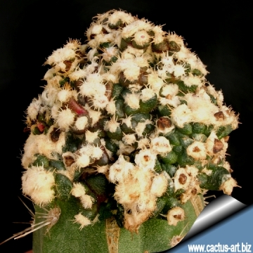 3291 cactus-art Cactus Art