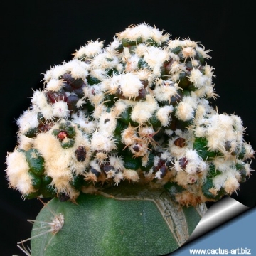 3292 cactus-art Cactus Art