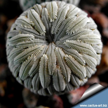 2519 cactus-art Cactus Art