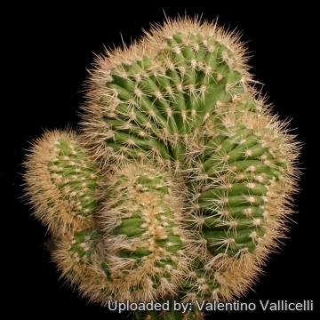 8389 valentino Valentino Vallicelli