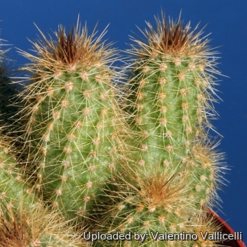 10765 valentino Valentino Vallicelli