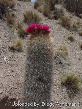 26384 diegoe Diego Armentano