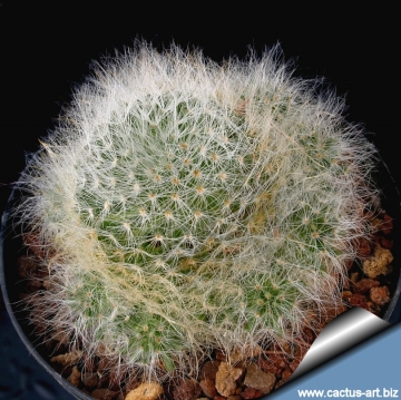 12000 cactus-art Cactus Art