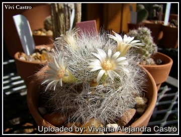 21543 viviana Viviana Alejandra Castro