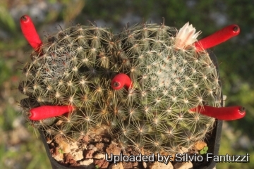 19007 silvio Silvio Fantuzzi