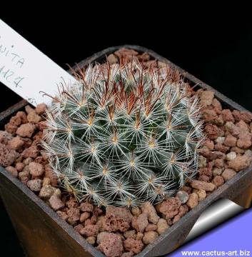 12255 cactus-art Cactus Art