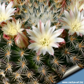 7505 cactus-art Cactus Art