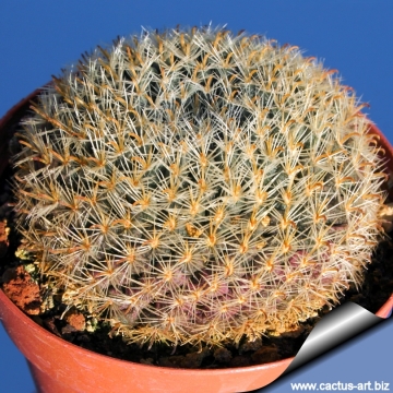 7507 cactus-art Cactus Art