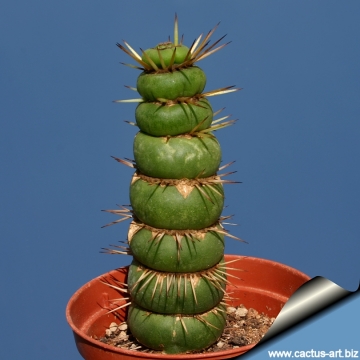 13472 cactus-art Cactus Art