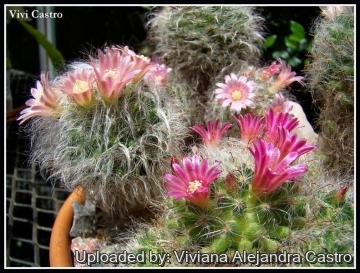 21548 viviana Viviana Alejandra Castro