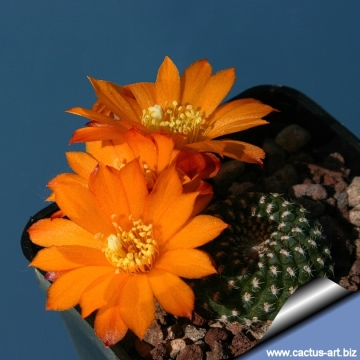 11261 cactus-art Cactus Art