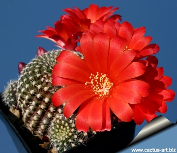 11263 cactus-art Cactus Art