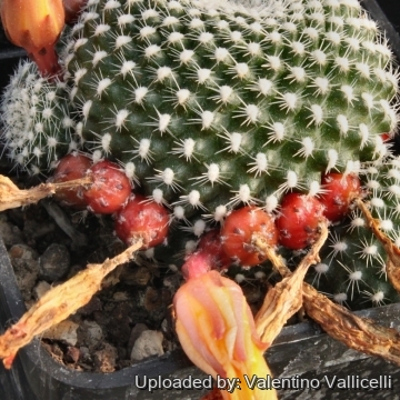 11266 valentino Valentino Vallicelli