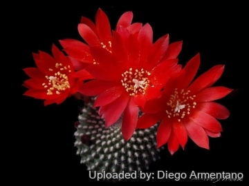 26705 diegoe Diego Armentano