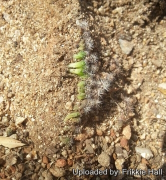 29816 frikkie Frikkie Hall