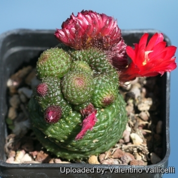 17899 valentino Valentino Vallicelli