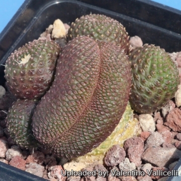 15849 valentino Valentino Vallicelli