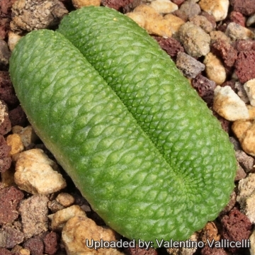 11269 valentino Valentino Vallicelli