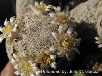 19915 julio Julio C. García