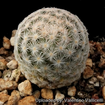 4641 valentino Valentino Vallicelli