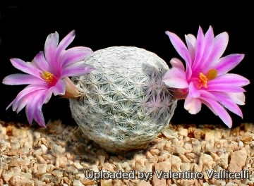 2670 valentino Valentino Vallicelli